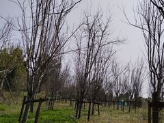 -广富林郊野公园