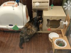 -奶牛家宠物酒店(嘉宏云顶店)