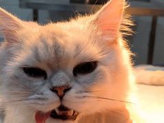 -瑞派名望24h动物医院异宠专科·猫专科·骨科·重症监护分院