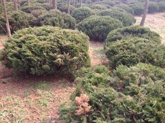 -蜀冈西峰生态公园