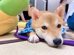 -逗柴咖啡屋·狗咖猫咖宠物桌游