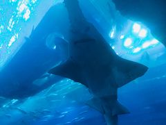 -迪拜水族馆及水下动物园