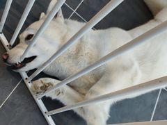-萌兽医馆·眼科·异宠专科(三里屯店)