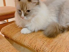 -滚猫咖啡·猫咖·猫友好撸猫(未来城店)