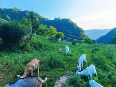 -狮子沟牧场