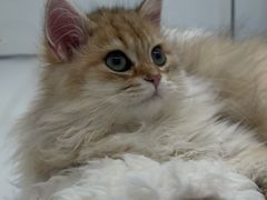 -1013 PET SHOP精品宠物商店(丁香店)