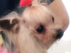 -申普宠物医院·心脏介入·心血管微创(总院)