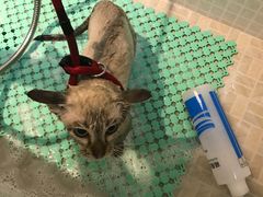 -PETKIT 小佩宠物·低压洗护·美容·寄养(安远店)