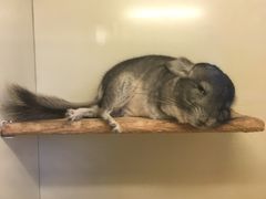 -龙猫仔乐园(惠福东路店)