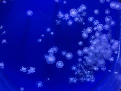 -海合安武汉极地海洋公园