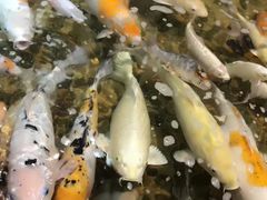 -苏州海洋馆