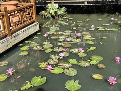 -亚龙湾热带天堂森林公园