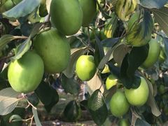 -新塘水果乐园(东洲大道店)