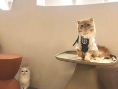 -More Fun猫咖 二十只万元加菲主题