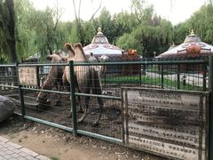 -蒙古大营(朝阳公园店)