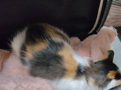 -瑞派康怡24h宠物医院·犬猫医疗中心·微创绝育(瑞景分院)