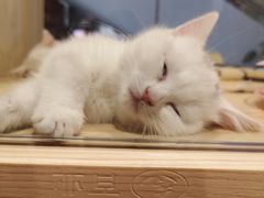 -屋虎猫馆(宝安大仟里店)