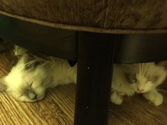 -猫色咖啡·猫咖