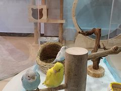 -喵宠乐园·撸猫互动·猫舍