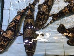 -渔民新村(番禺总店)