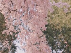 -西安青龙寺遗址景区