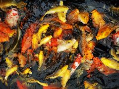 -AZUR聚(香格里拉饭店)