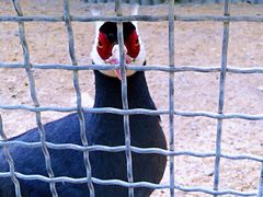 -石家庄市动物园