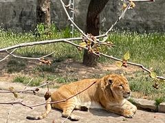 -西霞口神雕山野生动物世界