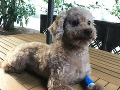 -严国平动物医院(德政总院)