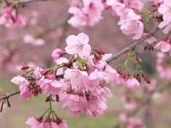 -天适樱花悠乐园