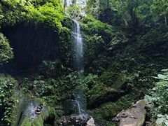 -莫里热带雨林景区