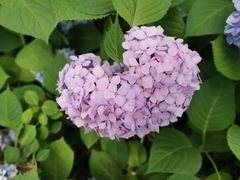 -上海滨江森林公园