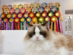 -青奢宠物·青奢猫舍