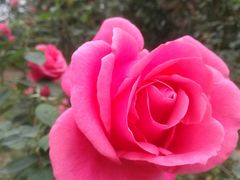-都江堰玫瑰花溪谷