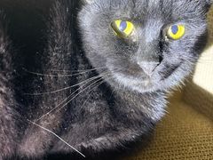 -米苏动物医院·犬猫专科·骨科外科内窥镜