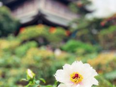 -龙华寺