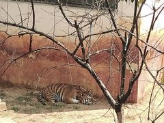 -昆明动物园