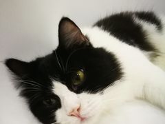 -李小姐の猫咖啡馆(五角场店)