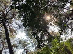 -铁山坪森林公园