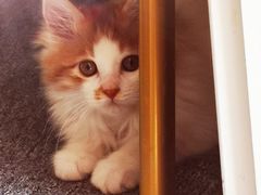 -猫大福·Fortune Cat猫舍(百子湾店)