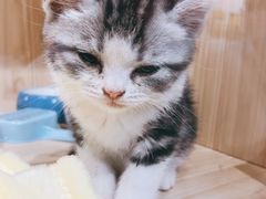 -屋虎猫馆(宝安大仟里店)