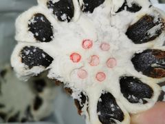 -稻香村(文殊院旗舰店)