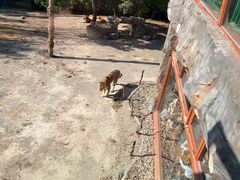 -上海野生动物园老虎餐厅