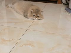 -猫大福·Fortune Cat猫舍(百子湾店)
