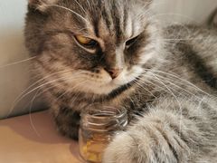 -猫儿山۰猫主题餐厅