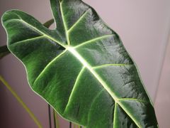 -COSTA COFFEE(斯普瑞斯奥特莱斯店)