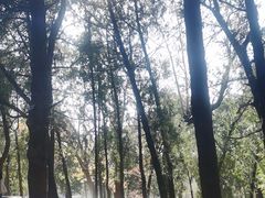 -泰山风景名胜区-普照寺