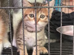 -家友宠物(莞城店)