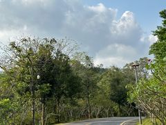 -深圳仙湖植物园