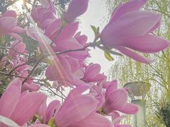 -大兴滨河森林公园